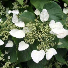 Bauernhortensie 'Mariesii Grandiflora'