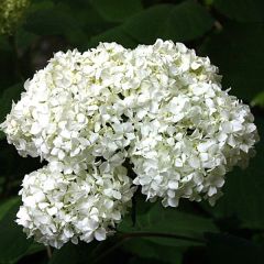 Rispen-Hortensie 'Praecox'