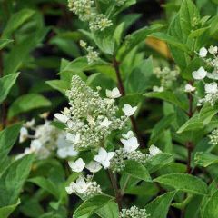 Rispen-Hortensie 'Unique'