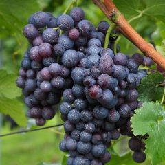 Tafeltraube 'Cabernet Franc'