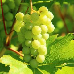 Tafeltraube 'Chasselas Doré'