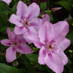 Waldrebe 'Hagley Hybrid'