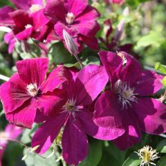 Waldrebe 'Rouge Cardinal' 