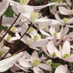 Waldrebe 'Apple Blossom'