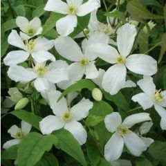 Waldrebe montana 'Grandiflora'