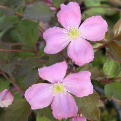 Waldrebe montana 'Tetrarose'