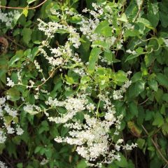 Fallopia aubertii