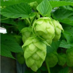 Hopfen