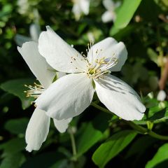 Echter Winter-Jasmin