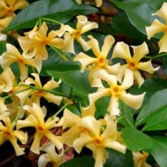 Jasmin 'Star Of Tuscany'