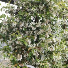 Jasmin