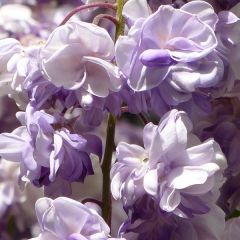 Edelblauregen 'Violacea Plena'