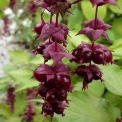 Schöne Leycesterie 'Purple Rain'