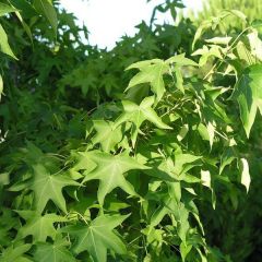 Liquidambar styraciflua