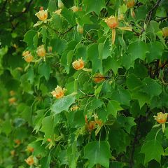 Liriodendron tulipifera