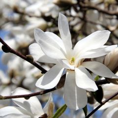 Magnolie loebneri 'Merrill'