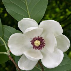 Magnolie sieboldii