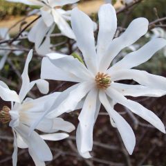 Magnolie stellata 