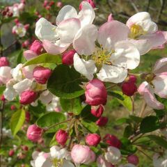 Malus 'Perpetu'® ('Evereste')®.