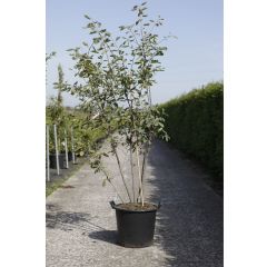 Amelanchier lamarckii