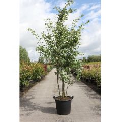 Amelanchier lamarckii