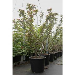 Malus 'Indian Magic'®