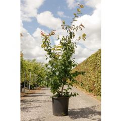 Parrotia persica