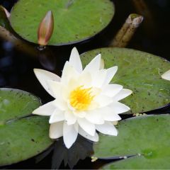 Seerose 'Marliacea 'Albida''