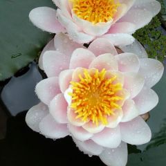 Seerose 'Marliacea Carnea'