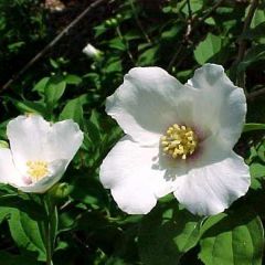 Gartenjasmin 'Belle Etoile'