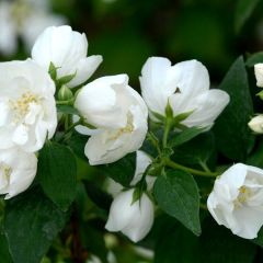 Gefüllter Gartenjasmin