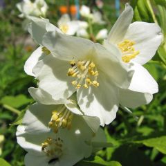 Gartenjasmin 'Lemoine'