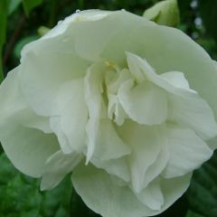 Gartenjasmin 'Manteau d'Hermine