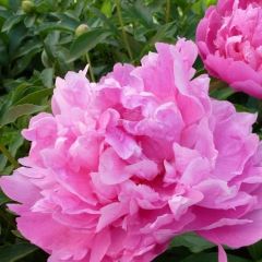 Paeonia 'Mr Jules Elie'