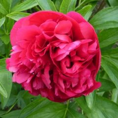 Paeonia officinales 'Rubra Plena'