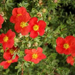 Fingerstrauch 'Marian Red Robin'