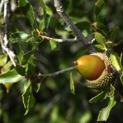 Quercus ilex