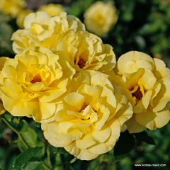 Rosa 'Climbing Friesia'