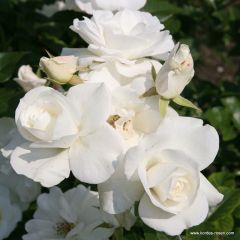 Kletterrose 'Climbing Schneewittchen'