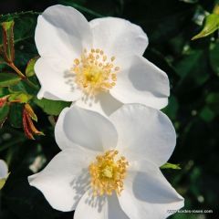 Rosa 'Eskimo' 