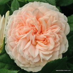 Strauchrose 'Garden of Roses'®