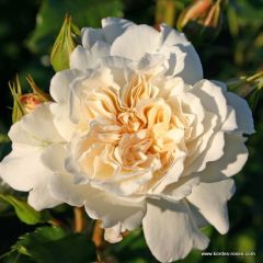 Rose 'Petticoat'