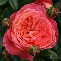 Rose 'Queen of Hearts'® 