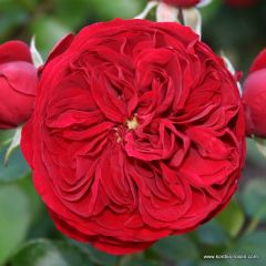 Rose 'Rotkappchen'®