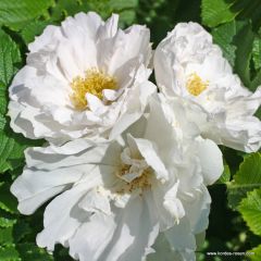 Rose 'White Roadrunner'® 