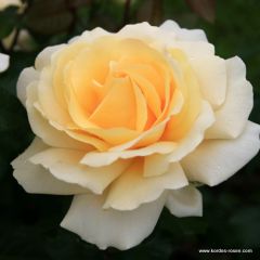 Rose 'Winter Sun'® 