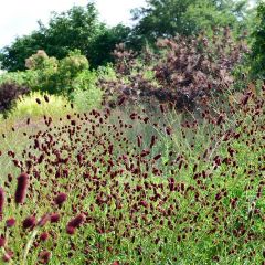 Wiesenknopf 'Tanna'