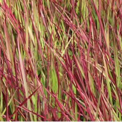 Blutgras 'Red Baron'