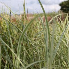 Chinaschilf 'Variegatus'