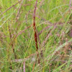 Ruten Hirse ‘Prairie Sky’